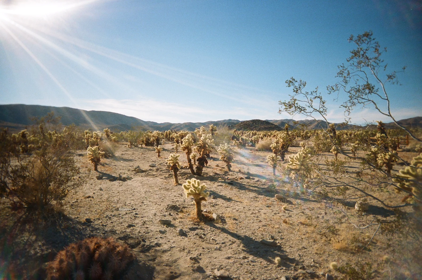 Cactus Garden