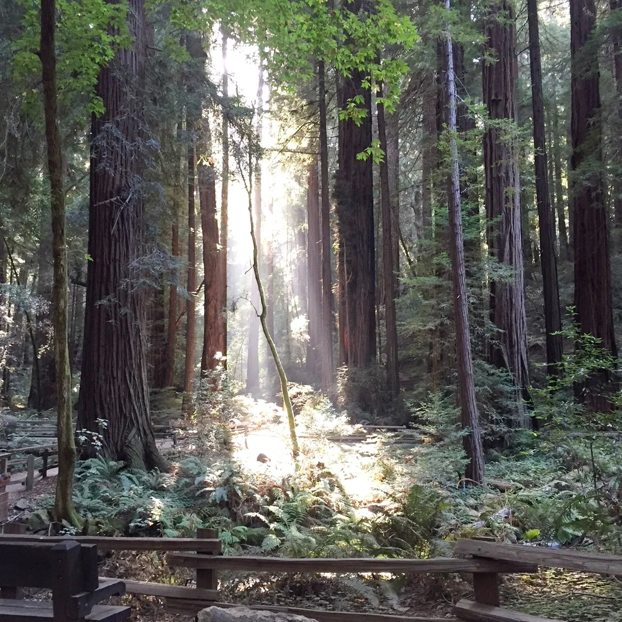 Light in Muir Woods