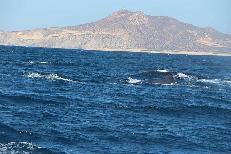 PRIVATE Whale Watching Tour ALPHA TOURS LOS CABOS 