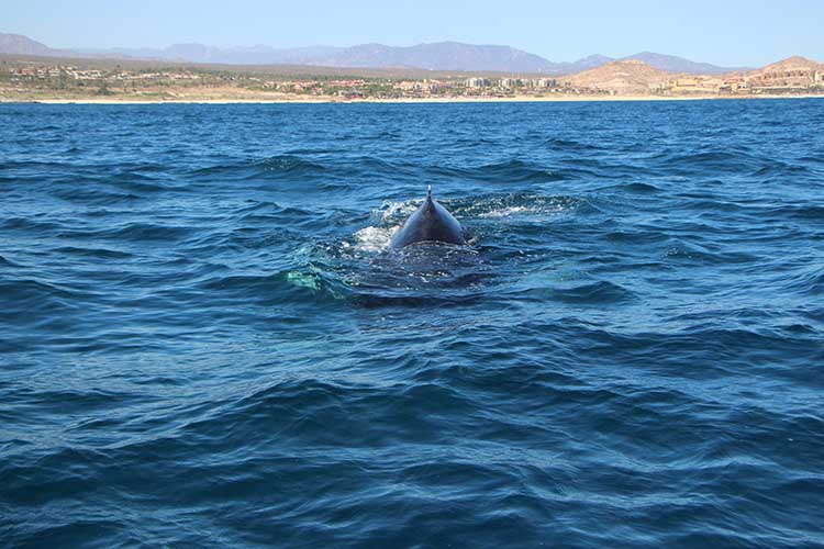 PRIVATE Whale Watching Tour ALPHA TOURS LOS CABOS 