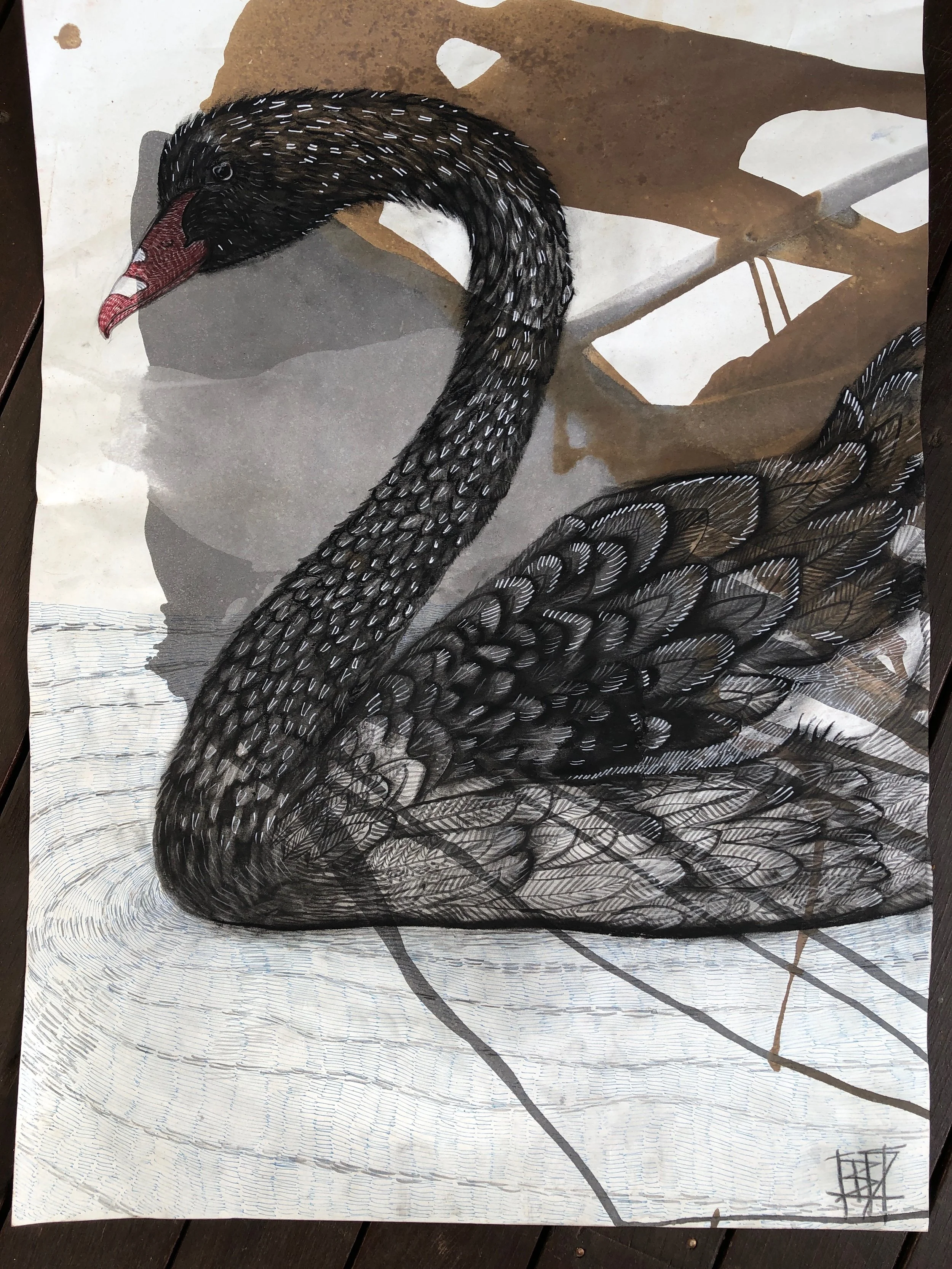 Black Swans
