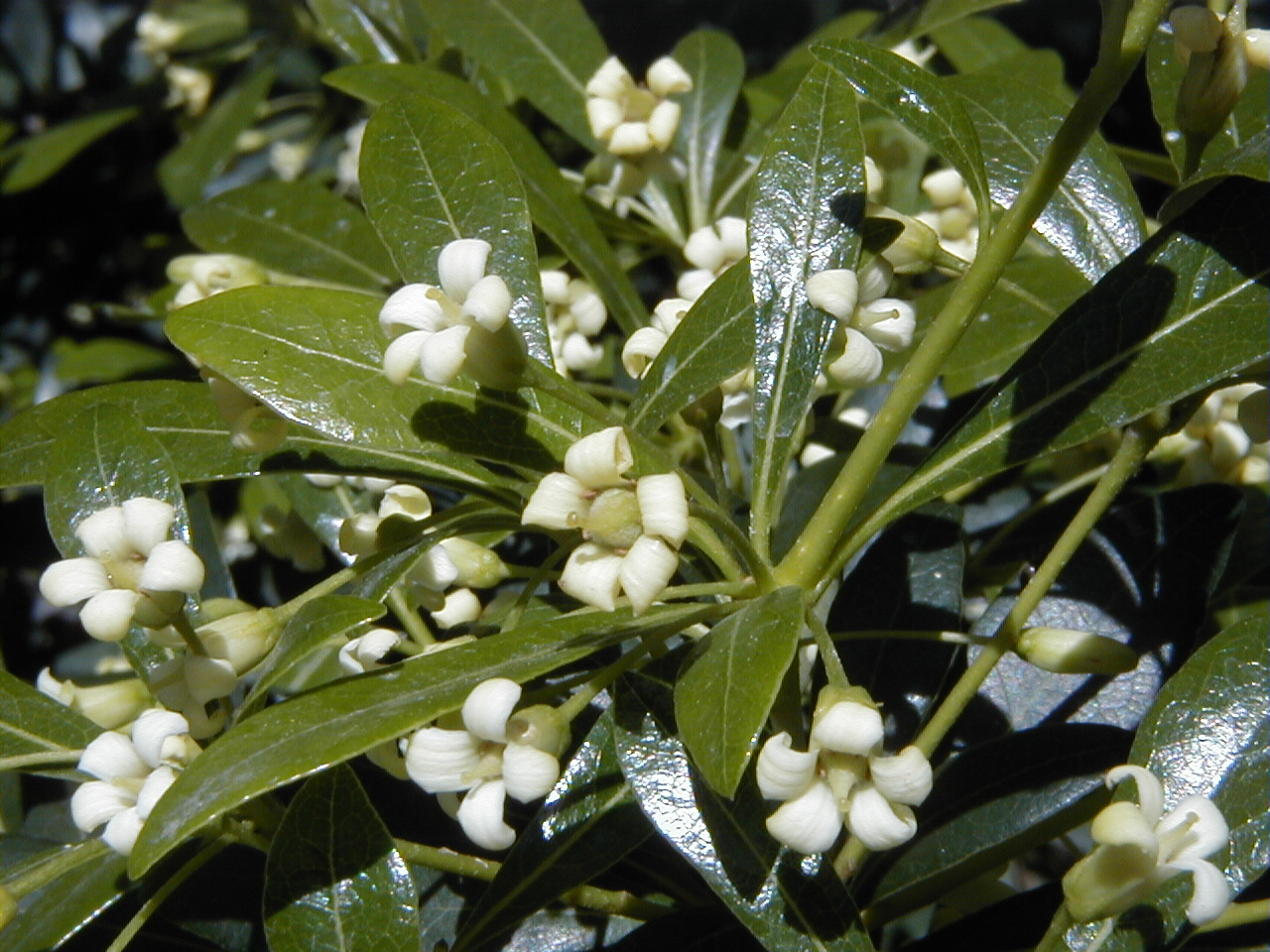 Pittosporum_heterophyllum.jpg