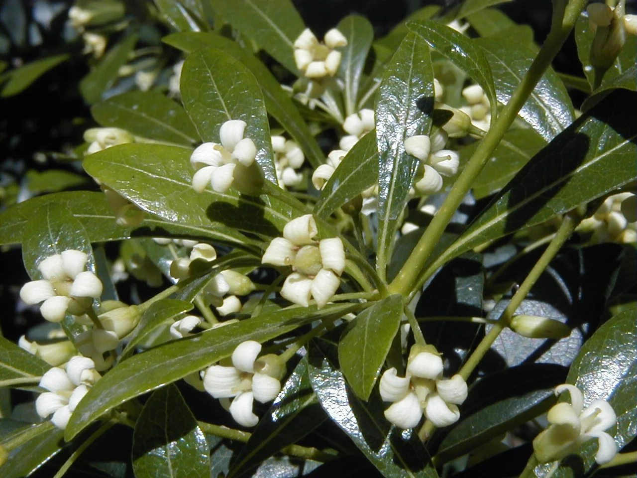 Pittosporum_heterophyllum.jpg
