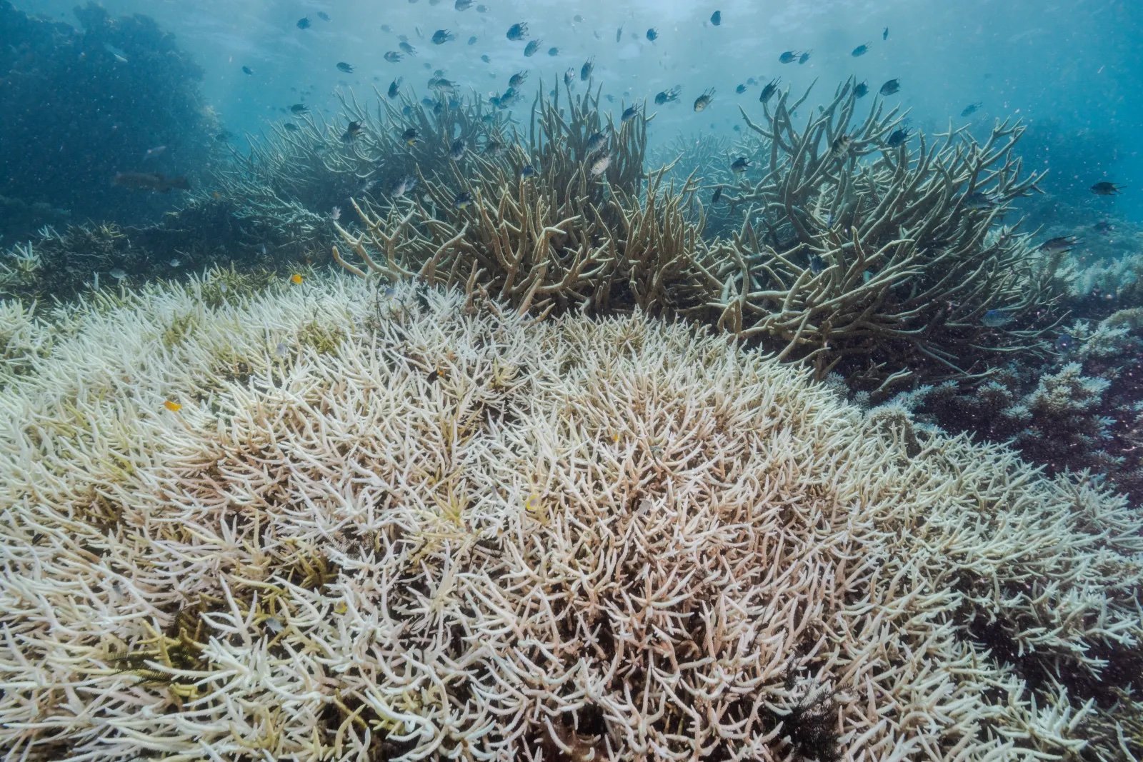 coral bleaching copy.jpg