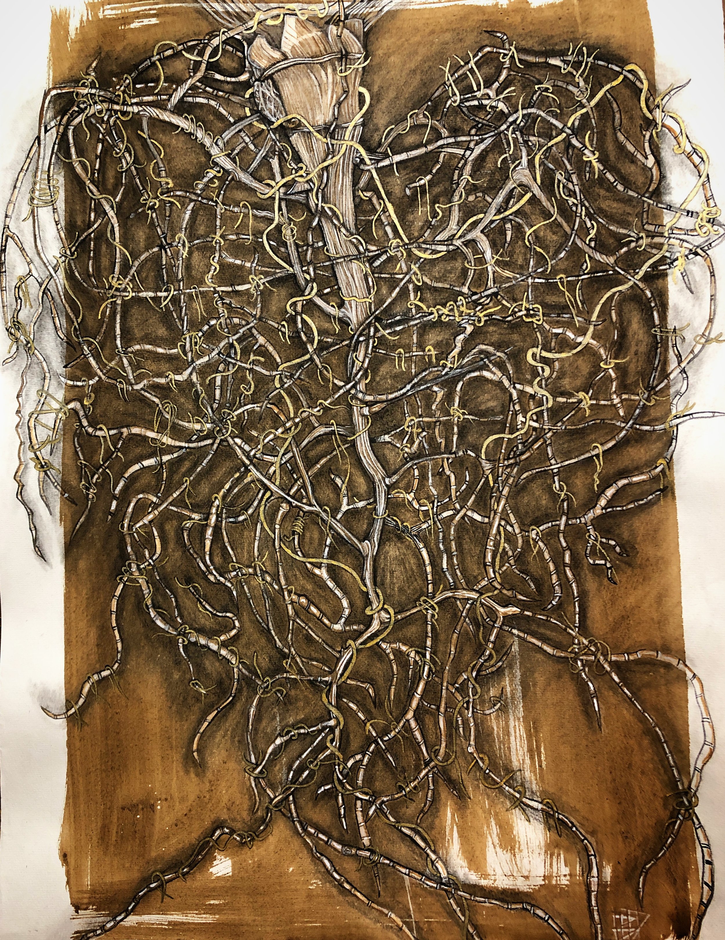 'Heart in your Palm' 
Archontophoenix cunninghamiana, Piccabeen Palm, Bangalow Palm. after Allan Cunningham, a British botanist who collected extensively in Australia and who sent some of the earliest specimens to The Royal Botanic Gardens, Kew. The 
