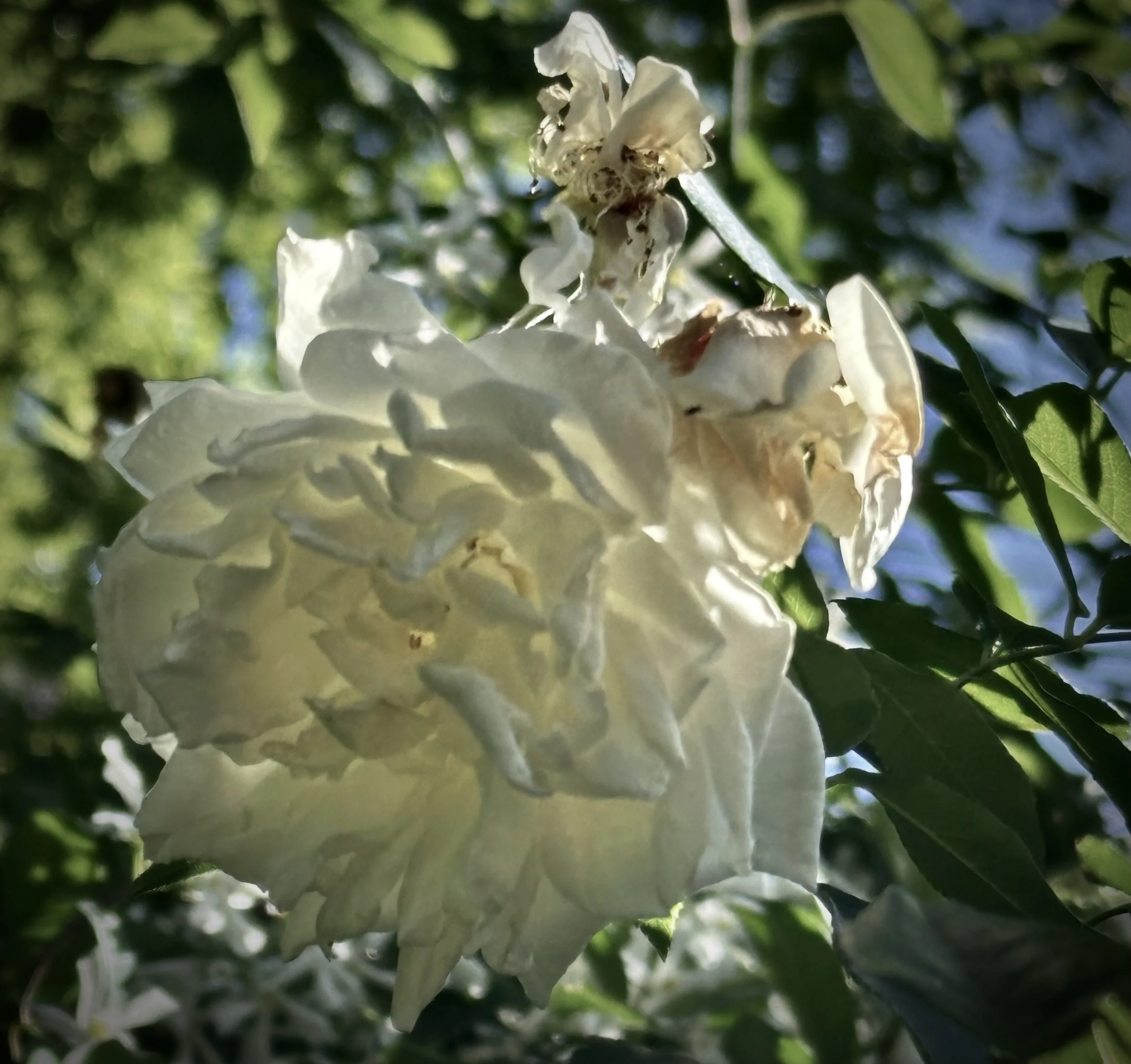 Impermanence
