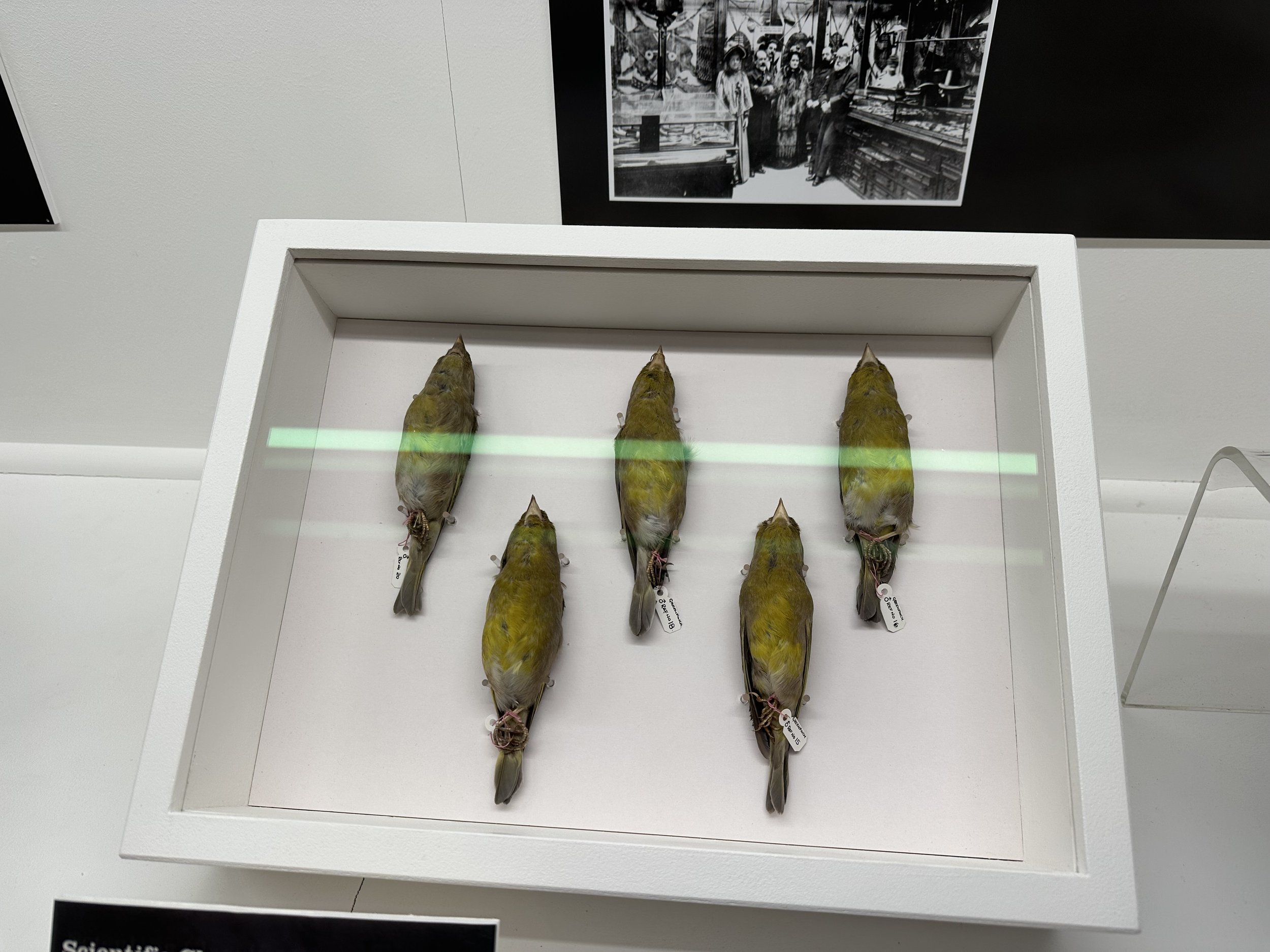 collection of finches