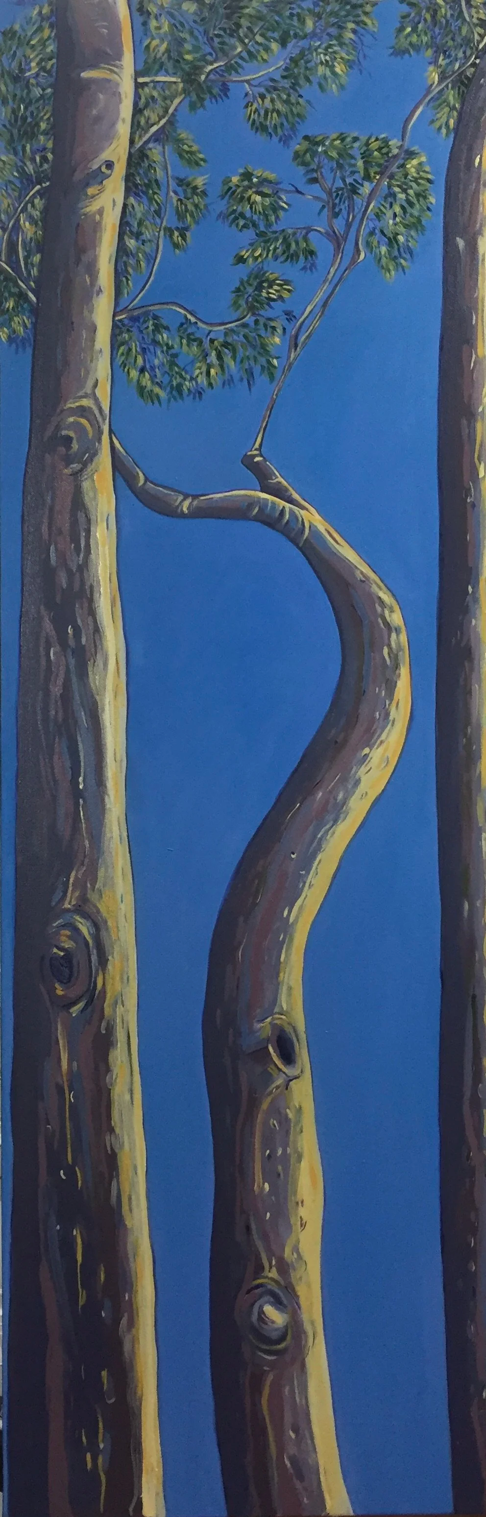 'Bend.'
Oil on on canvas, oak frame 55 x 158 cm
Sometimes the line of a branch—the angle of a limb—can be mesmerising against a vivid sky.
The curve of the branch suggests both strength and yielding—an adaptation to forces unseen.
$850