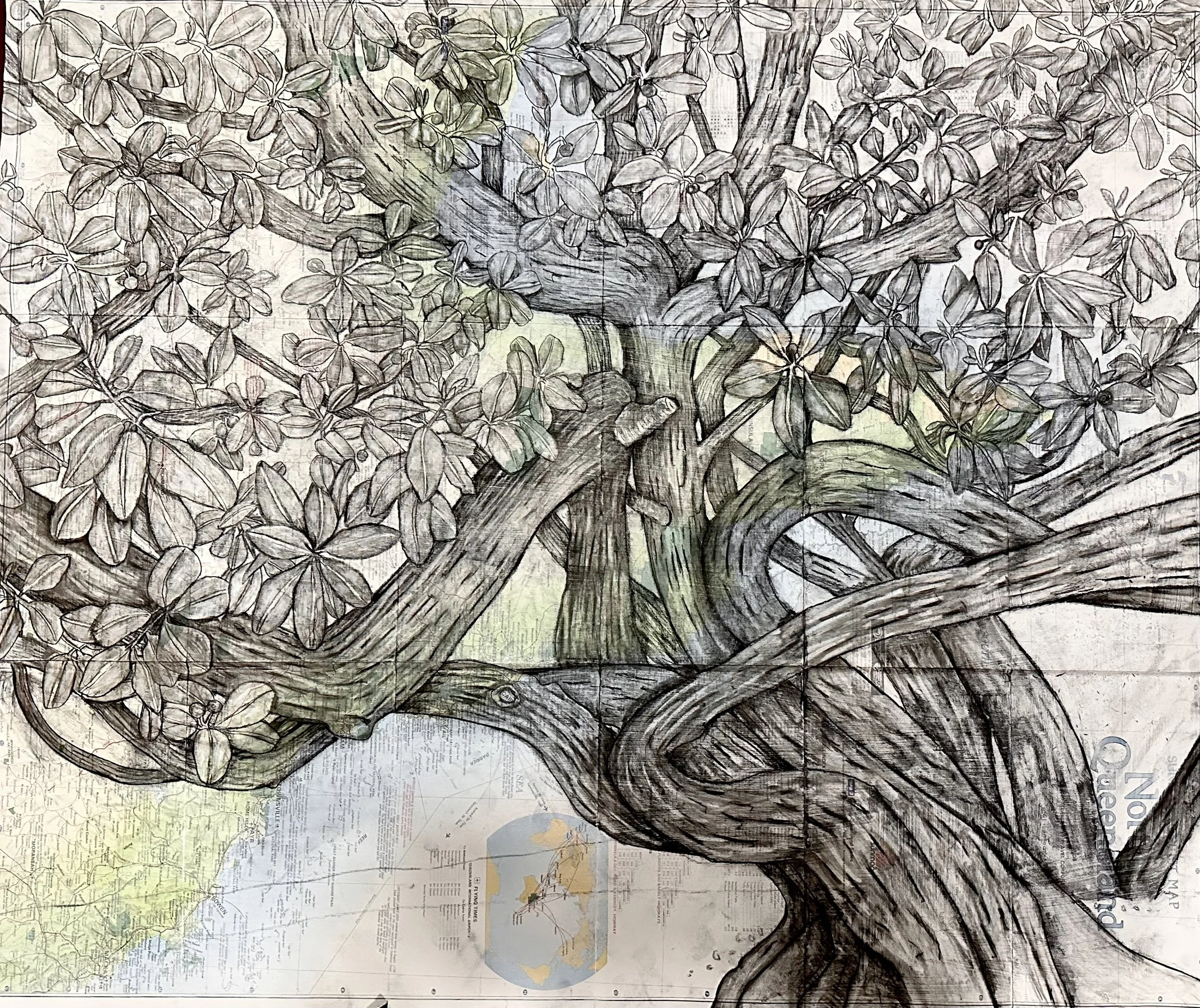 Callophyllum Coast.jpeg