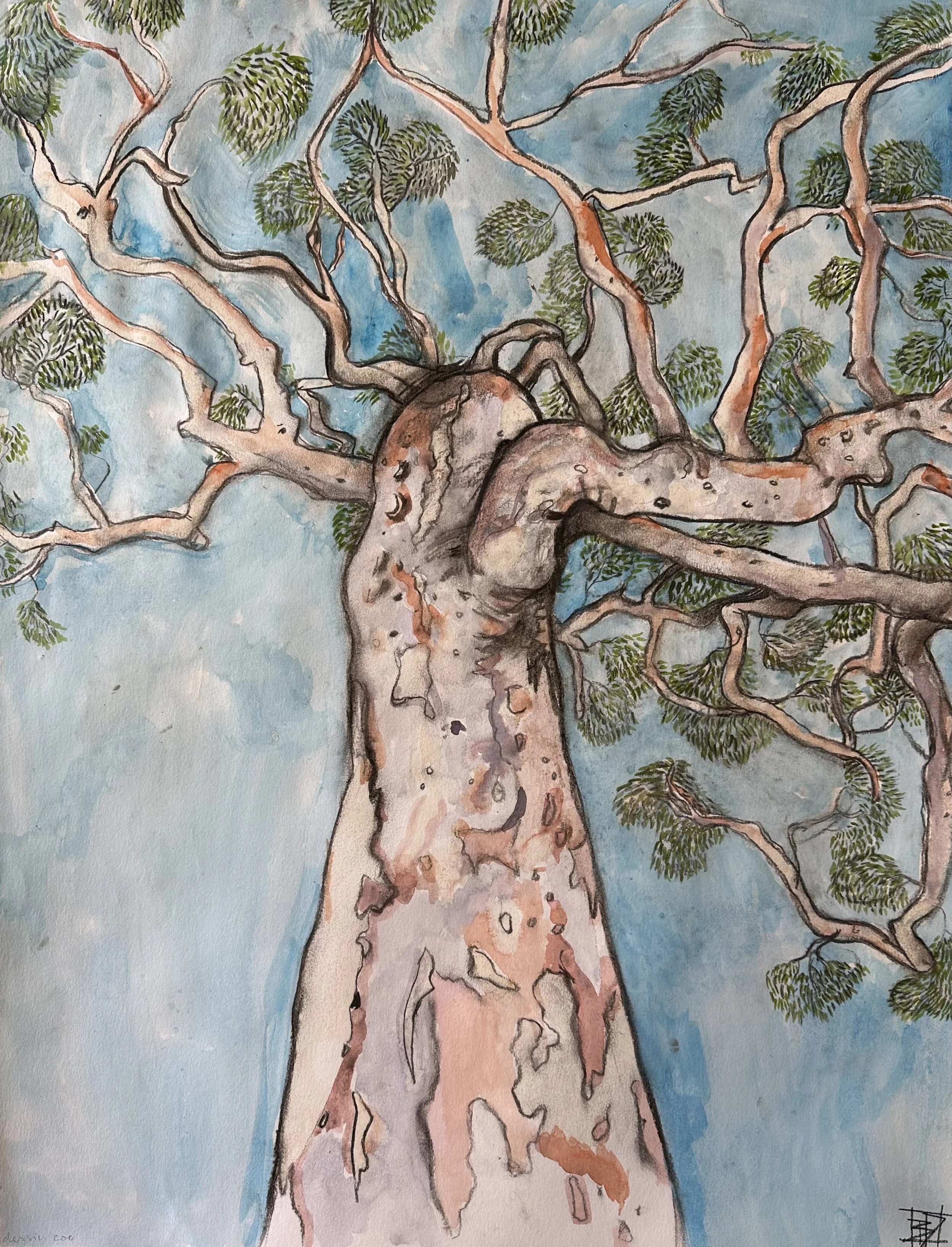 'Angophora Afternoon'

Charcoal and pastel on paper framed in oak under glass.&nbsp; 64 x 50 cm
Ahimsa, Lane Cove National Park

On my first visit to Ahimsa I noticed three striking&nbsp; Angophora costata: one growing on each side of the house. The 