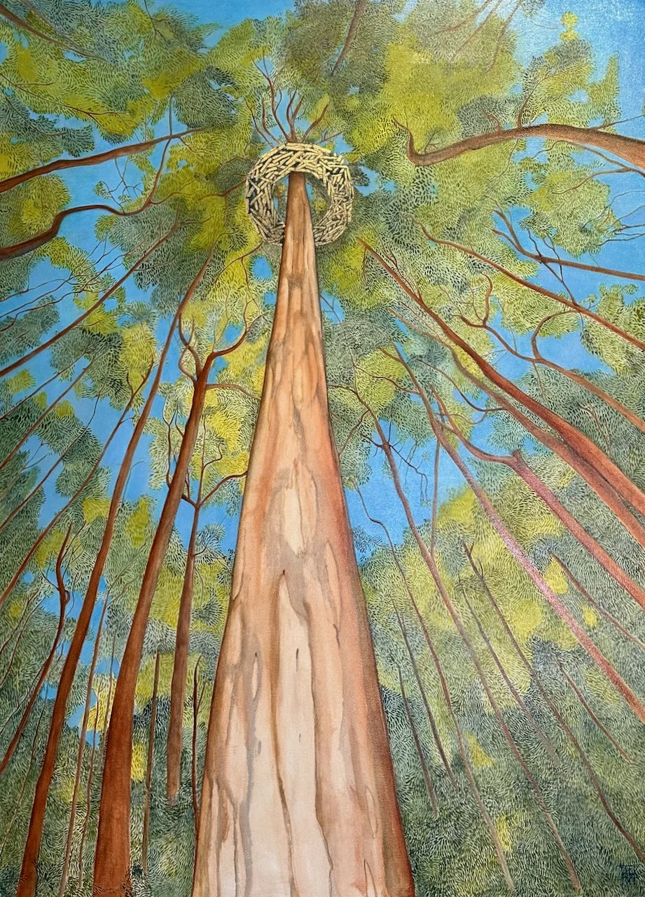 'Karri Crowned'

Oil and gold leaf on canvas, 123 x 90cm framed in oak.

Inspired by time in the Karri forests of Northcliffe, Western Australia, and an installation by Lorenna Grant at the Understory Art and Nature Trail called “Whole, you were mean