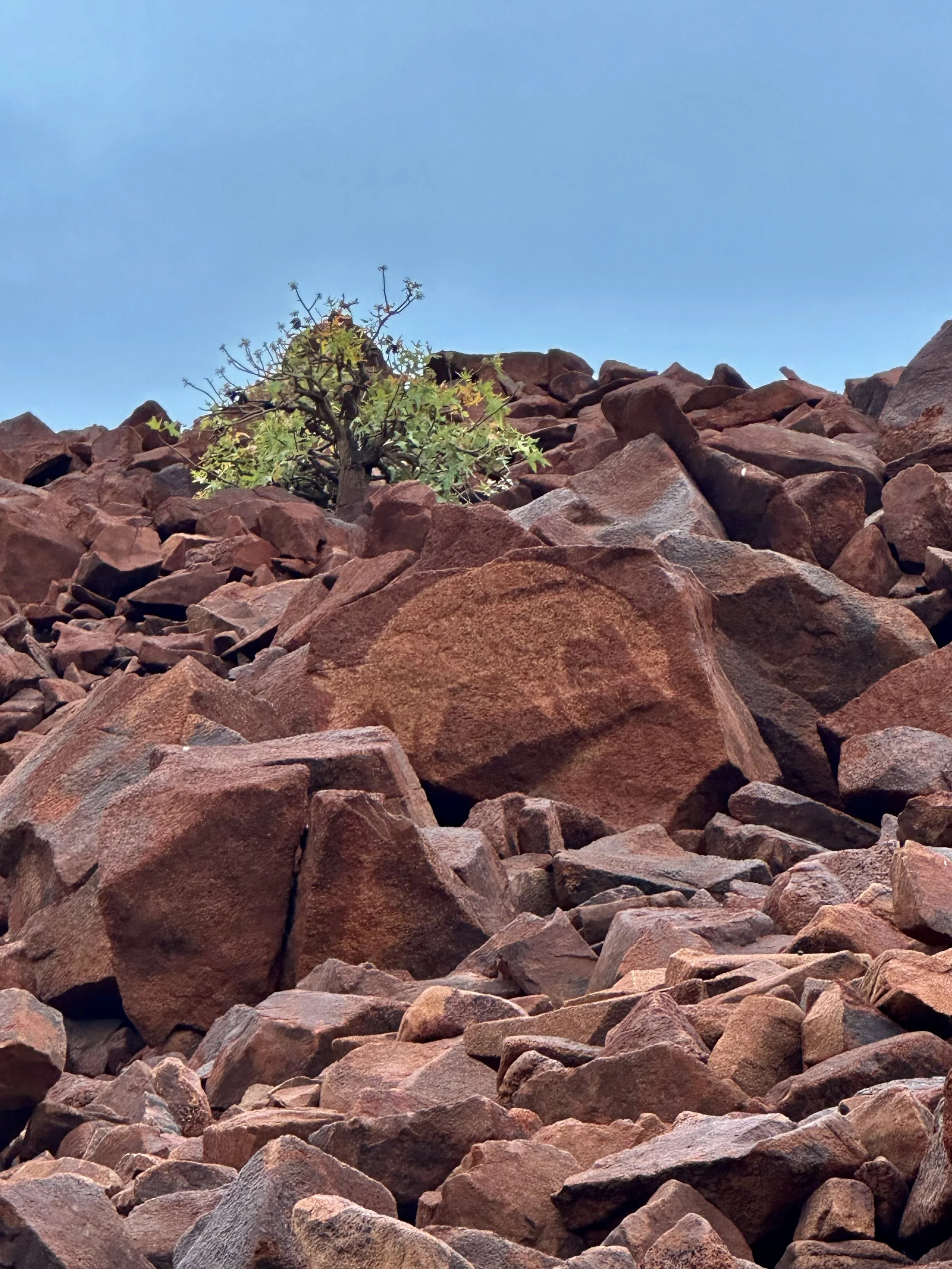 rock art at Murujuga