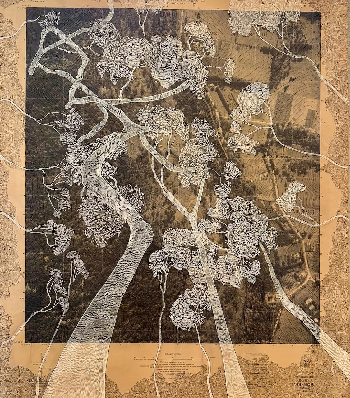 'The Twist in the Story'

Acrylic and natural ink over vintage ortho-photographic map of Tamborine Mountain.

This tree is on a songline, a walking track, a place of refuge.&nbsp; It bends and twists accomodating the weather, other trees and the rava