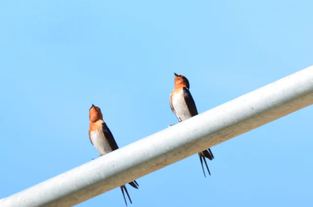 Birds in the scaffold