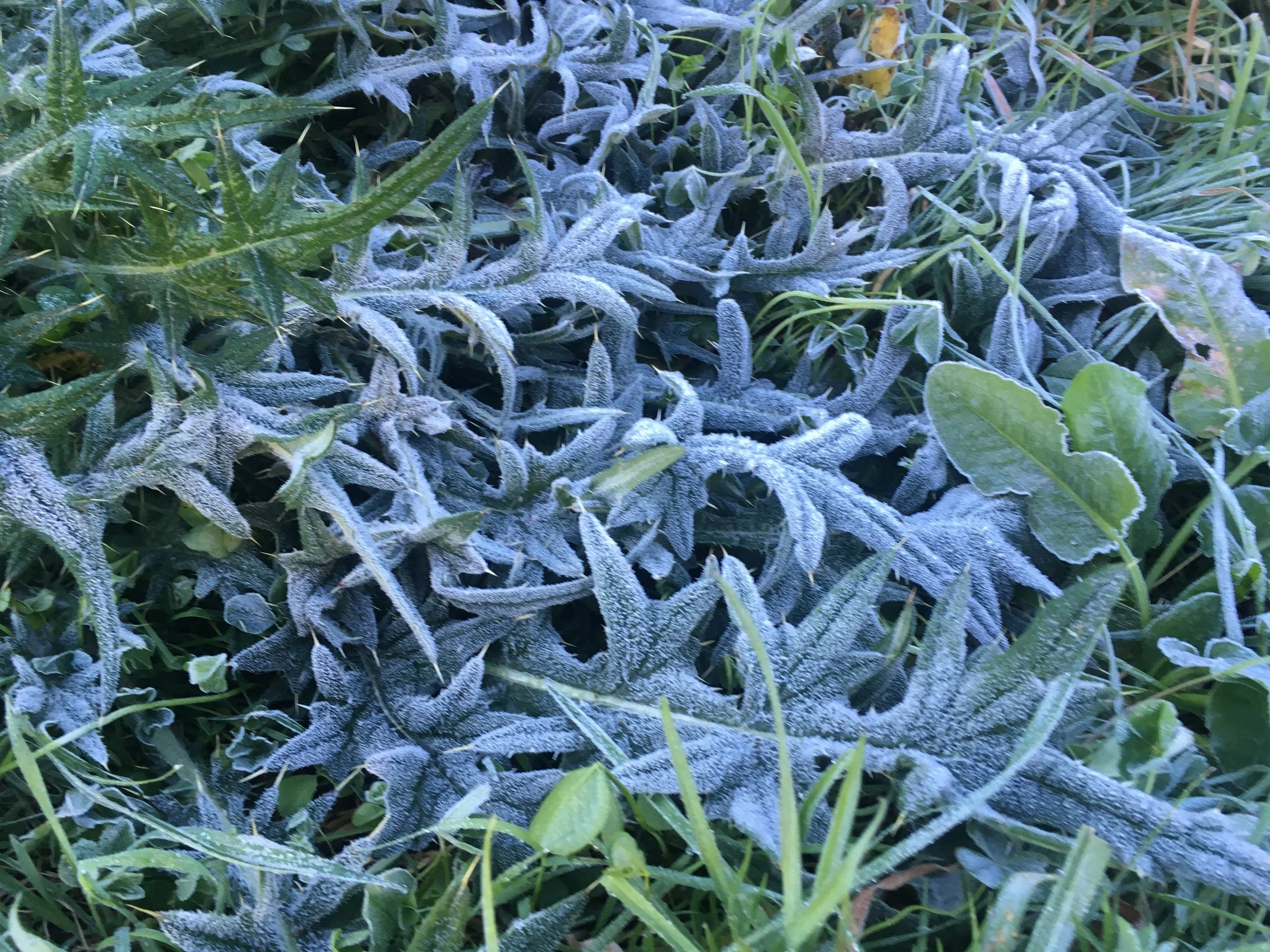 First frost 2019