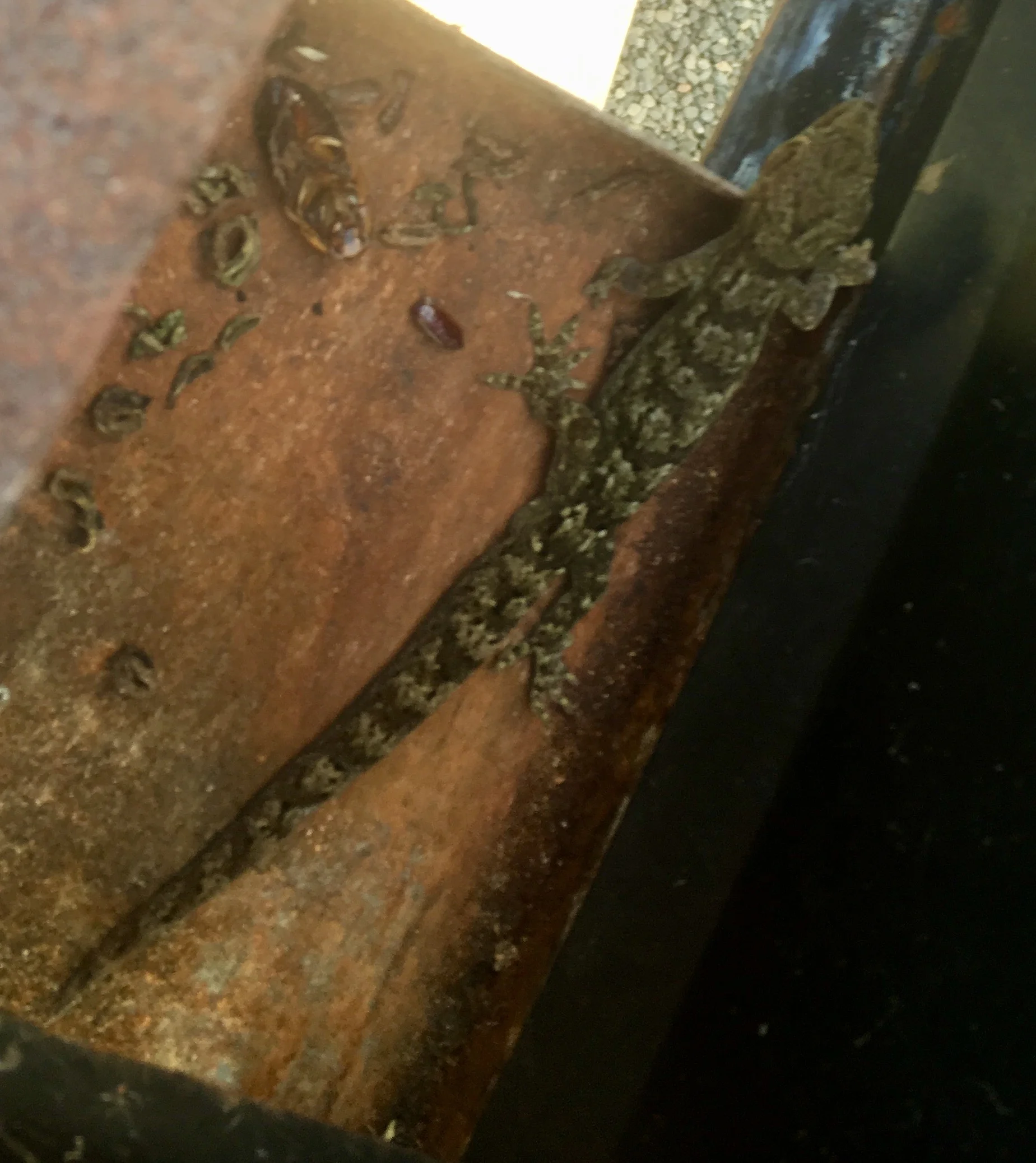 Blog 33: Sustainable Building