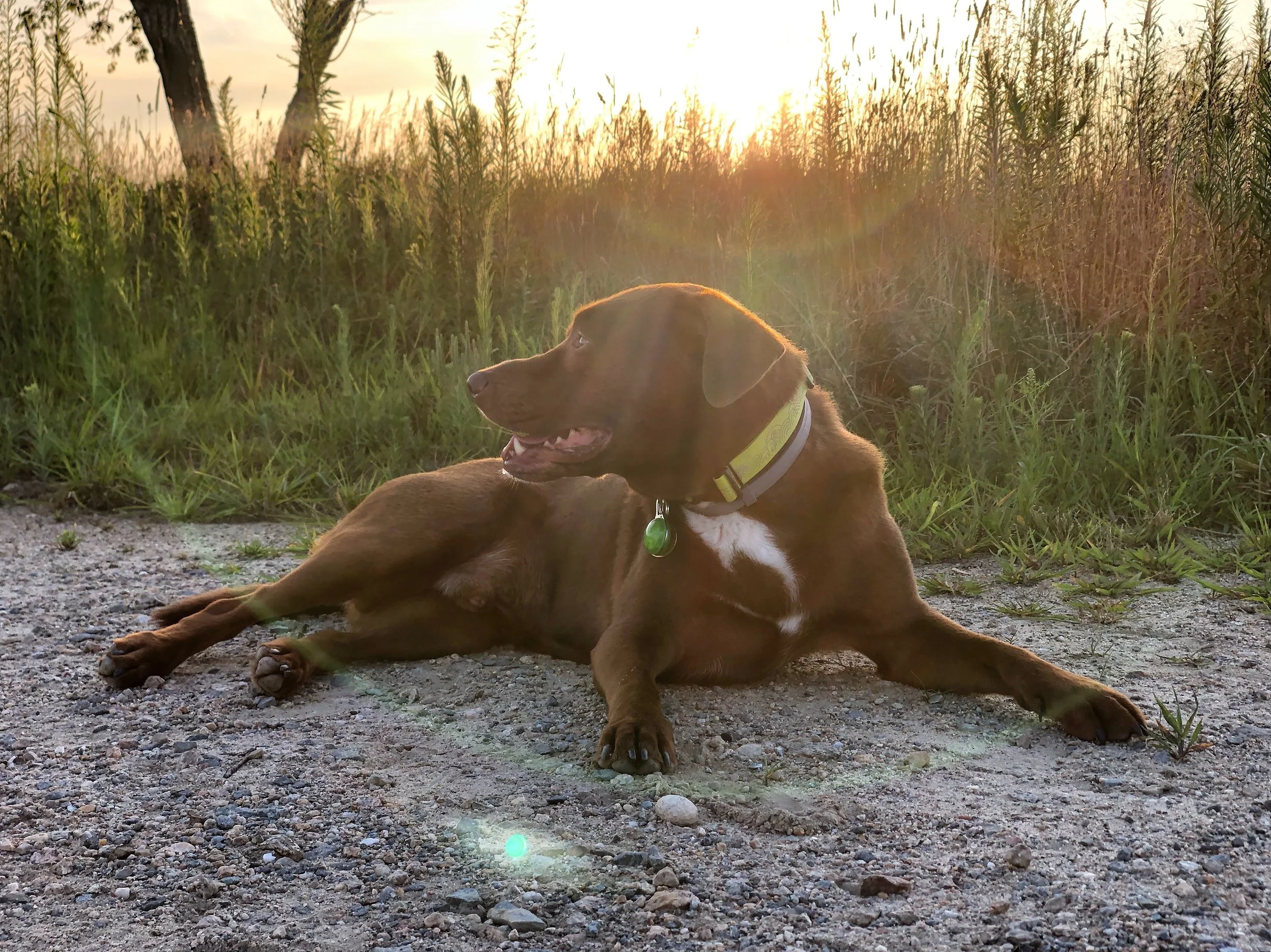 modern service dog training