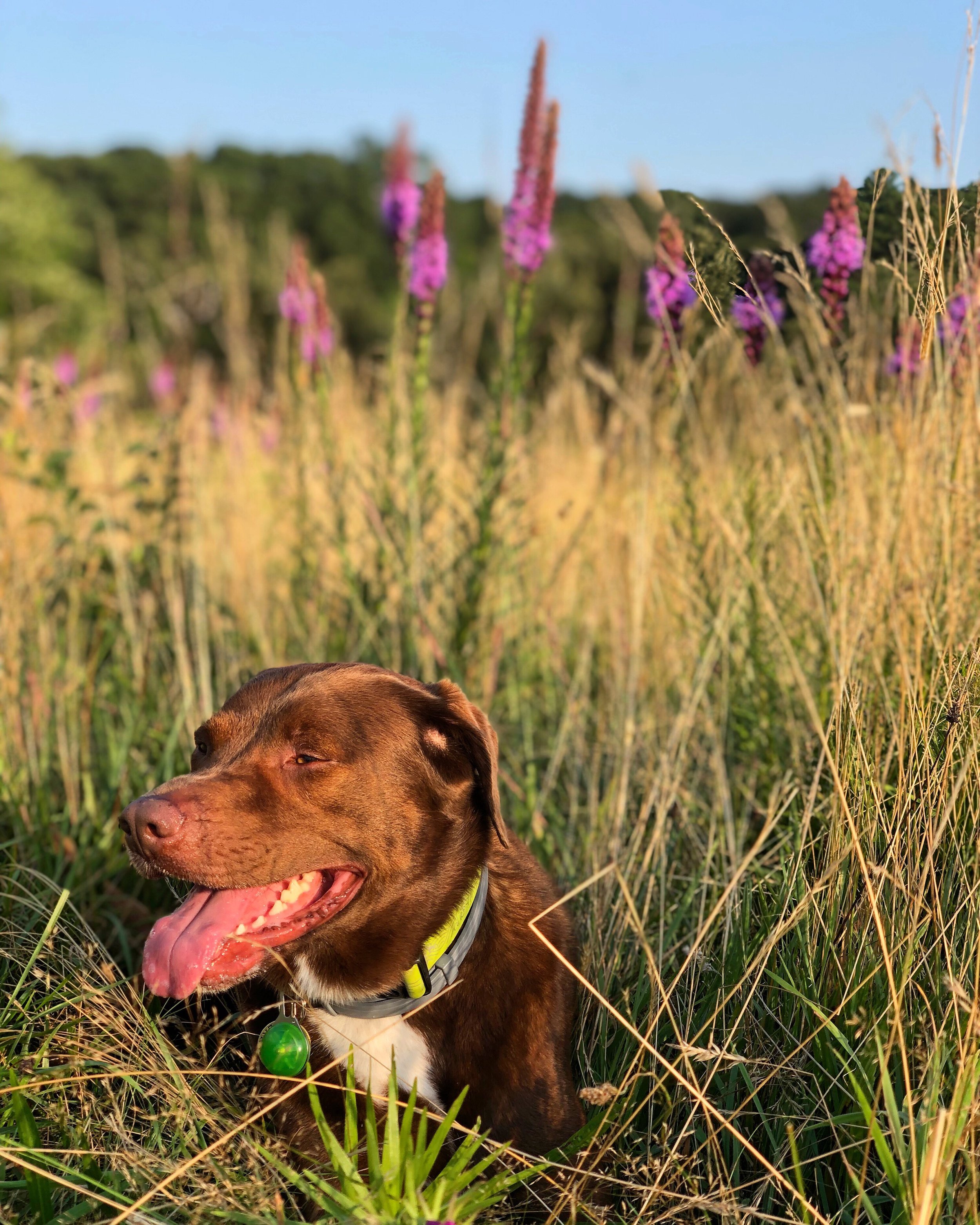 Helping Your Fearful Dog