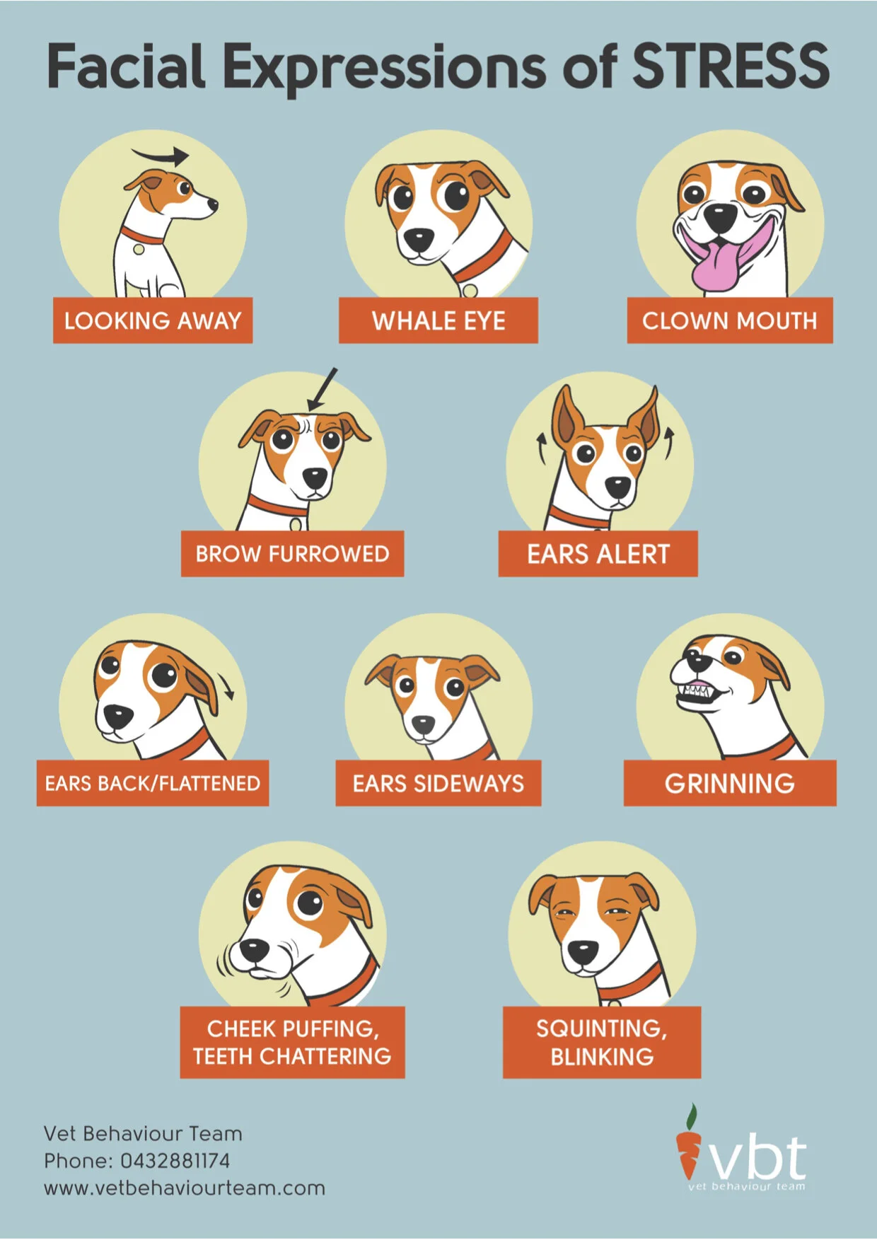 timid dog training