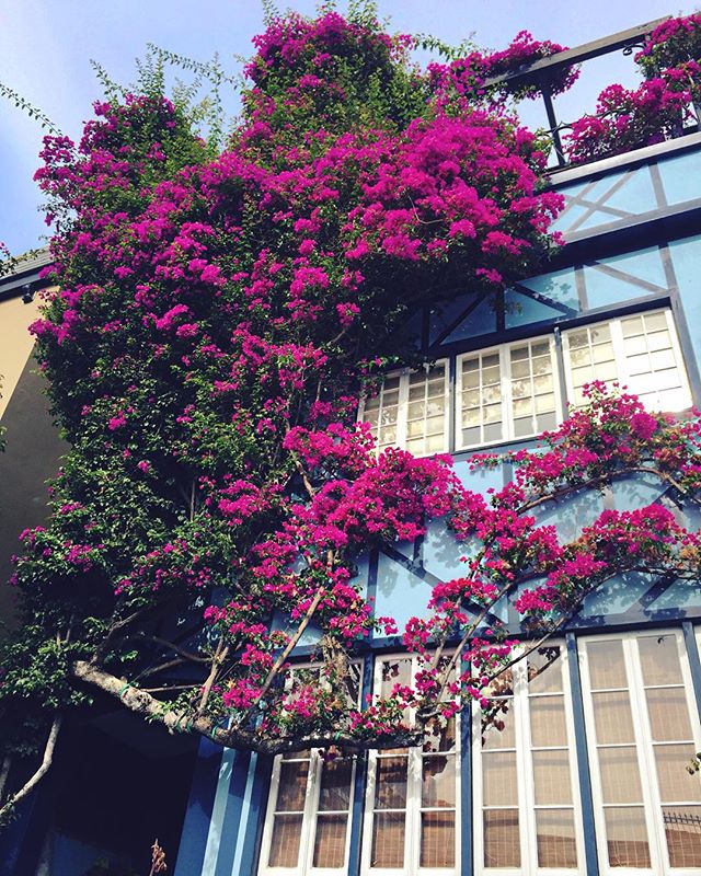 All I have ever wanted from an outdoor climbing vine.