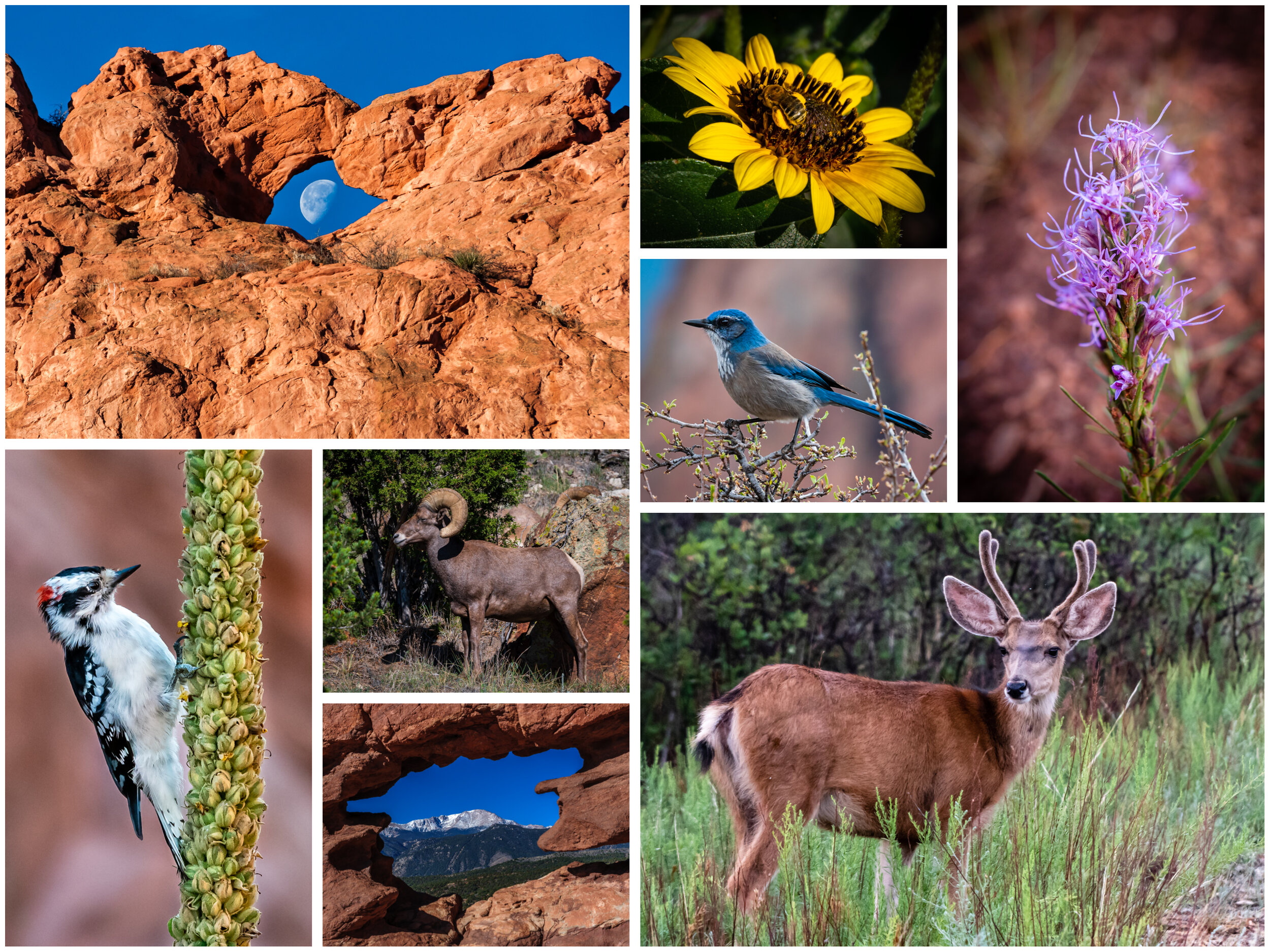 Garden of the Gods Park - Colorado Springs, CO