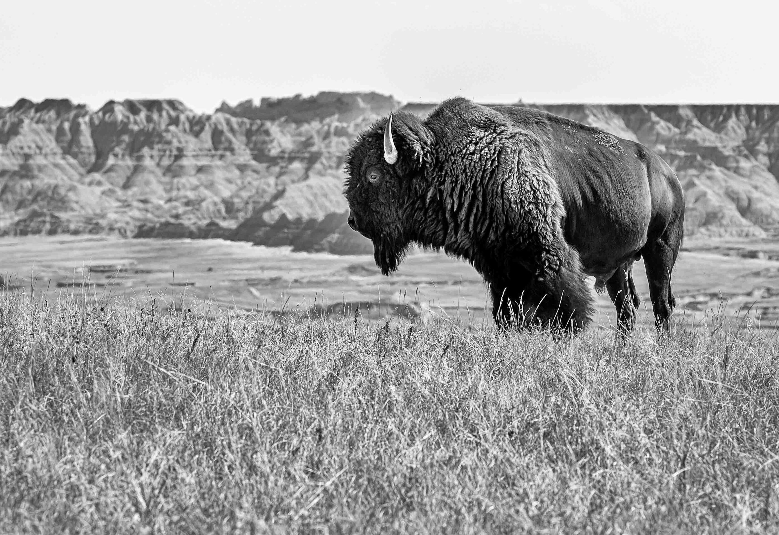 Grazing