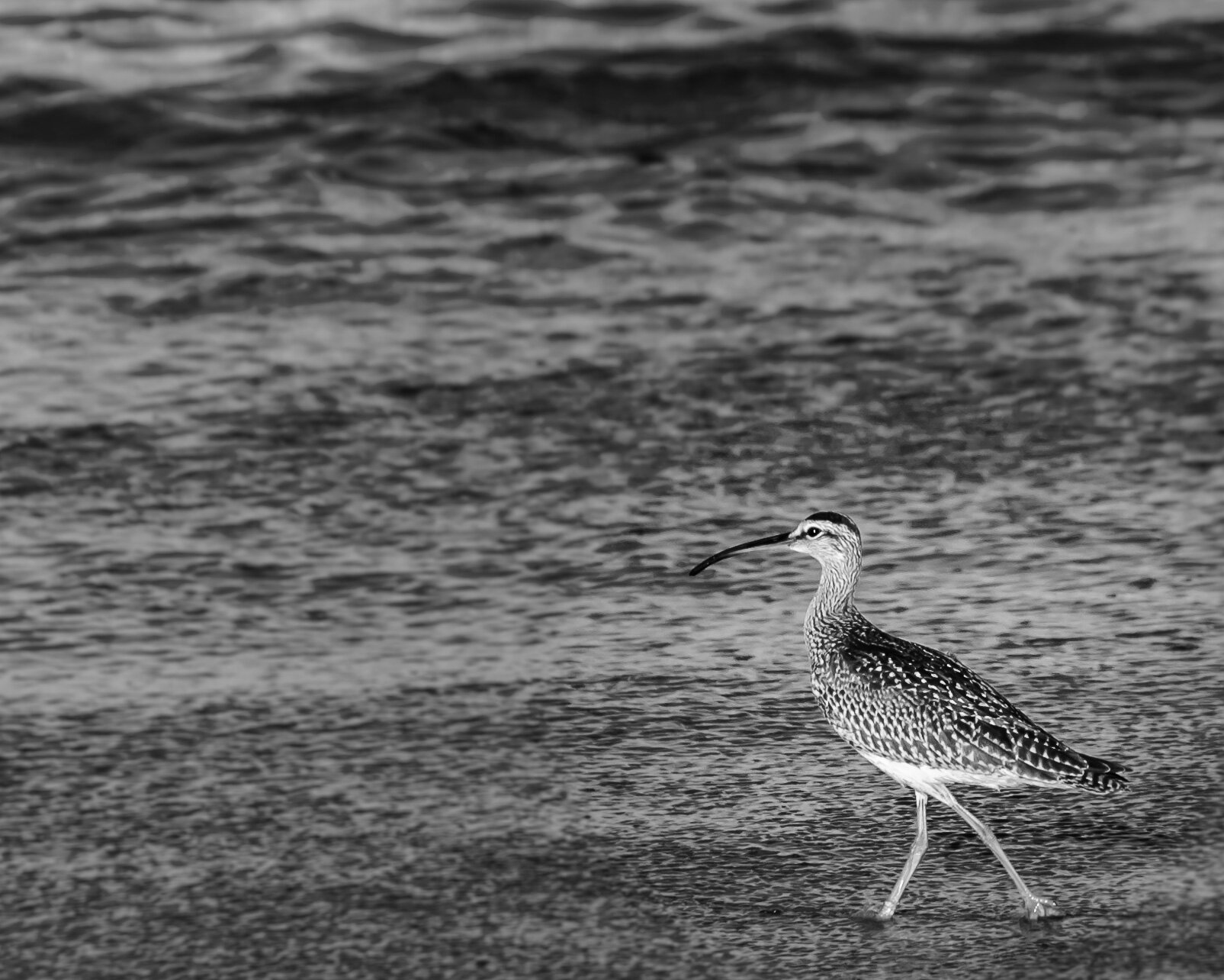 Whimbrel
