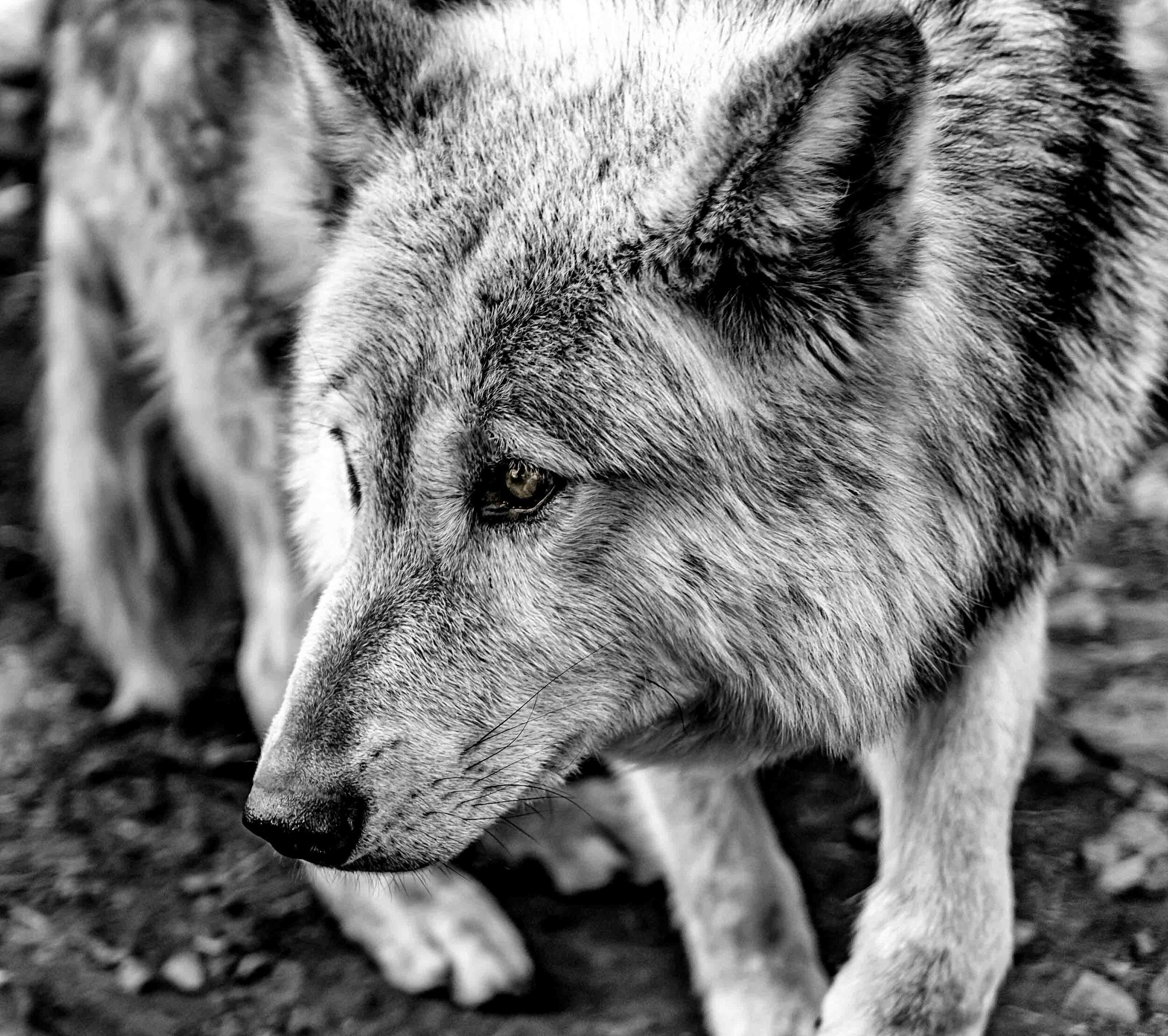 Lakota