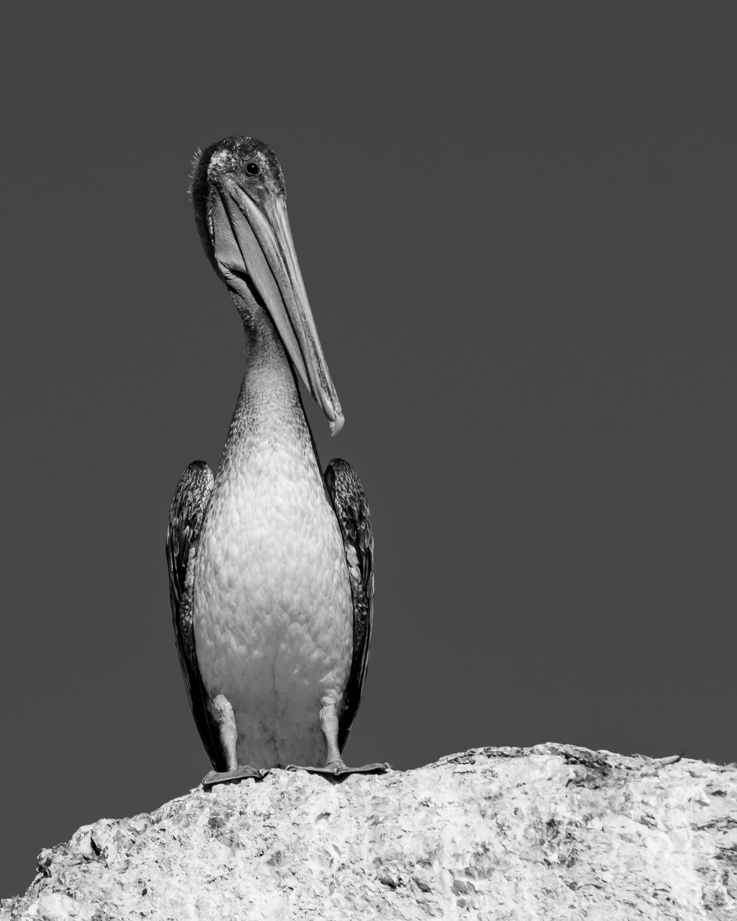 Watchful Eye