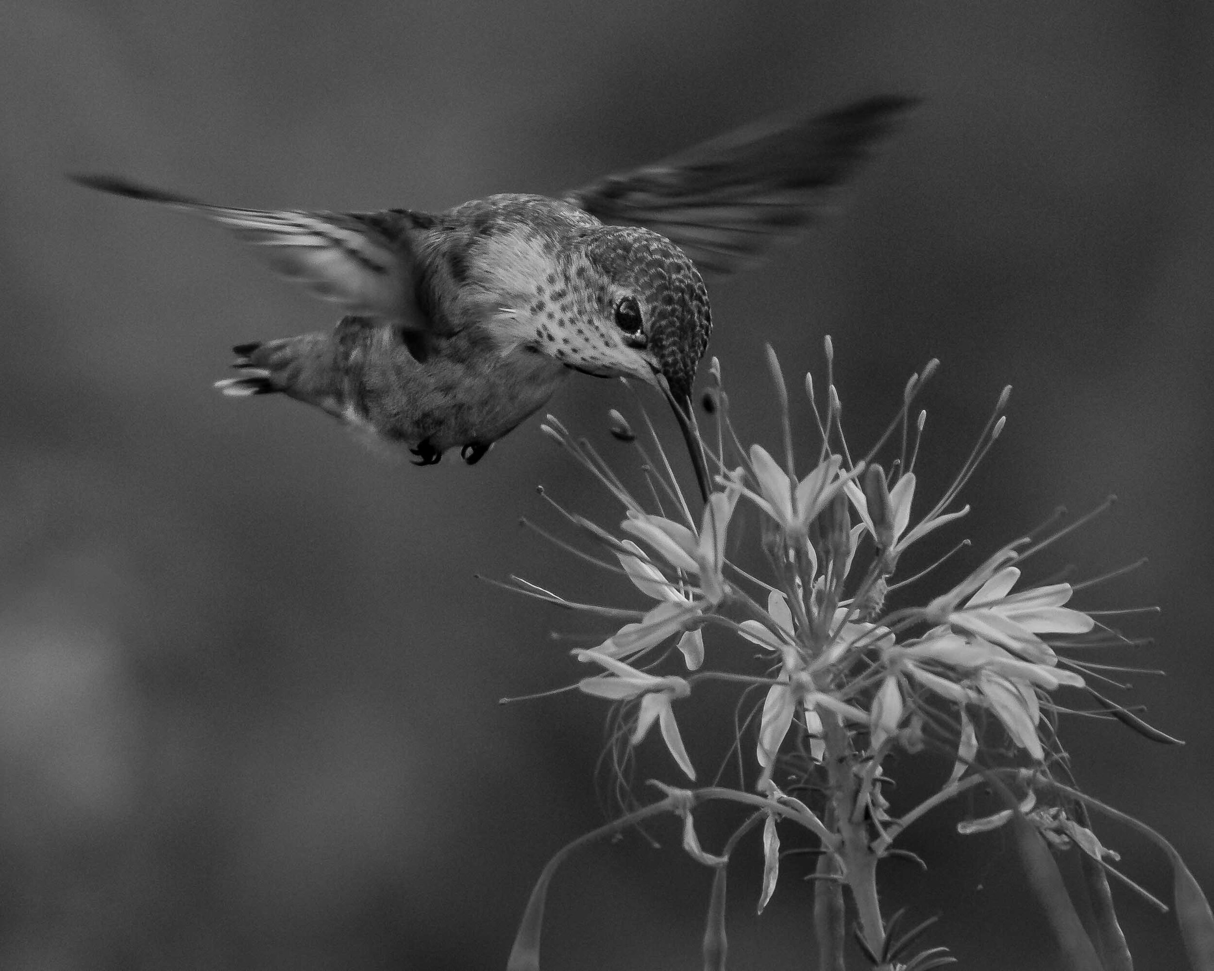 Sweet Nectar
