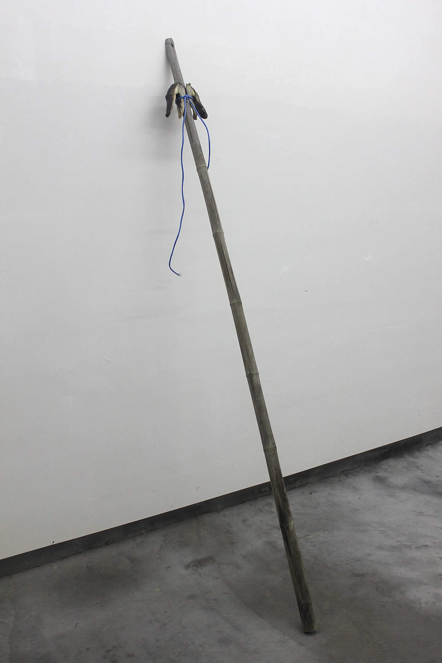 bamboo, alligator heads, ethernet cable