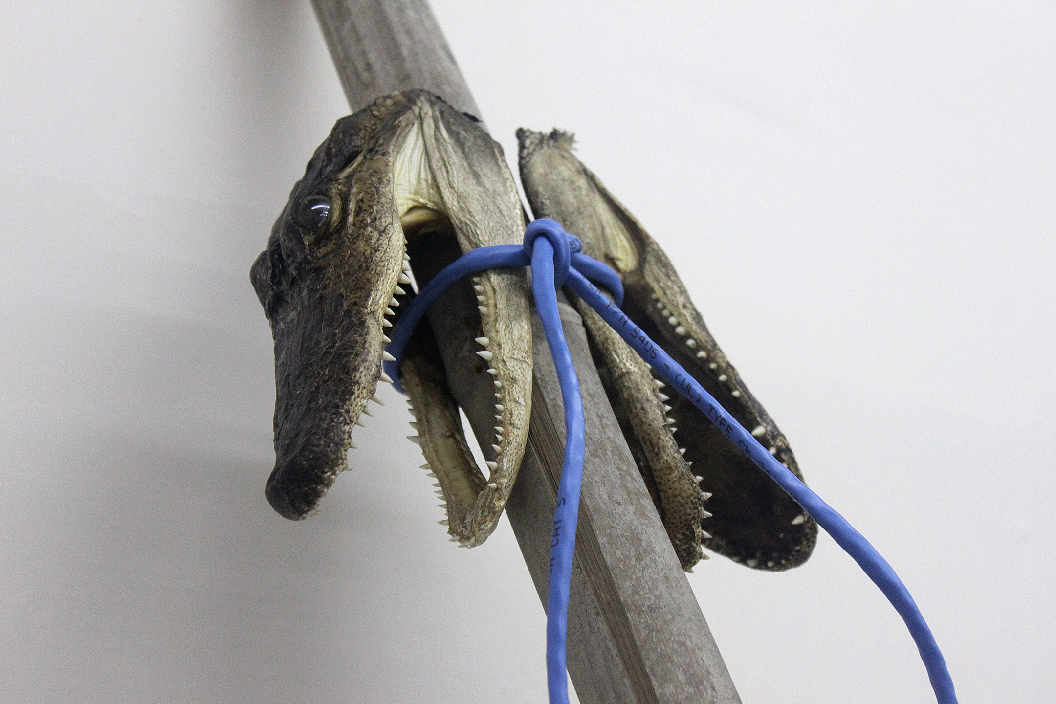  bamboo, alligator heads, ethernet cable 