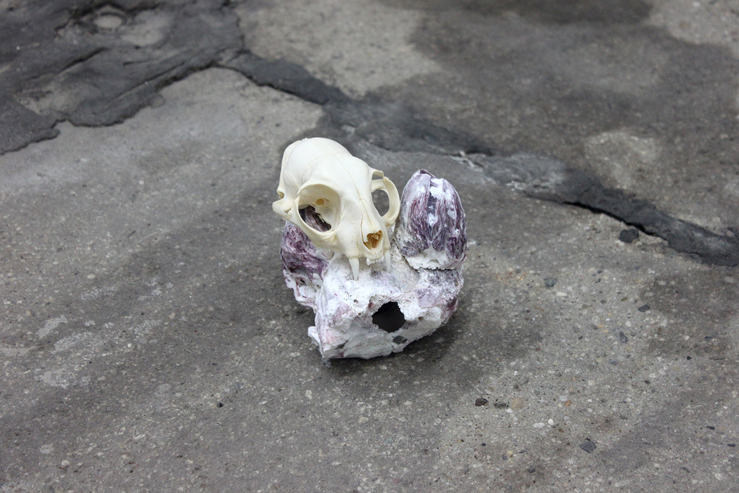   Totem (Henry)  cat skull, barnacle 2016 