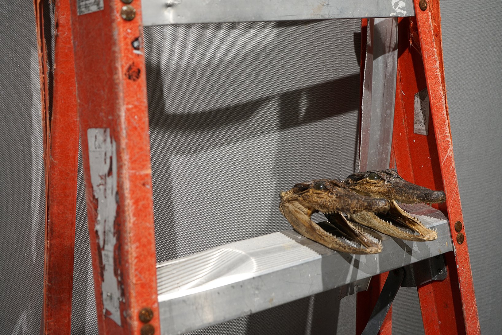 ladder, alligator heads