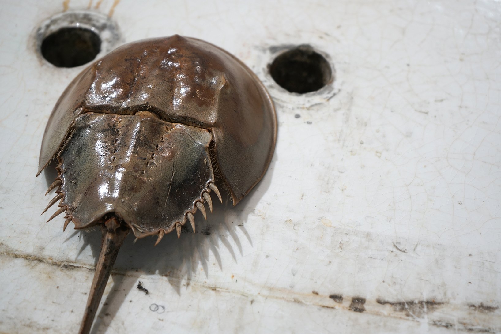 ceramic fixture, horseshoe crab