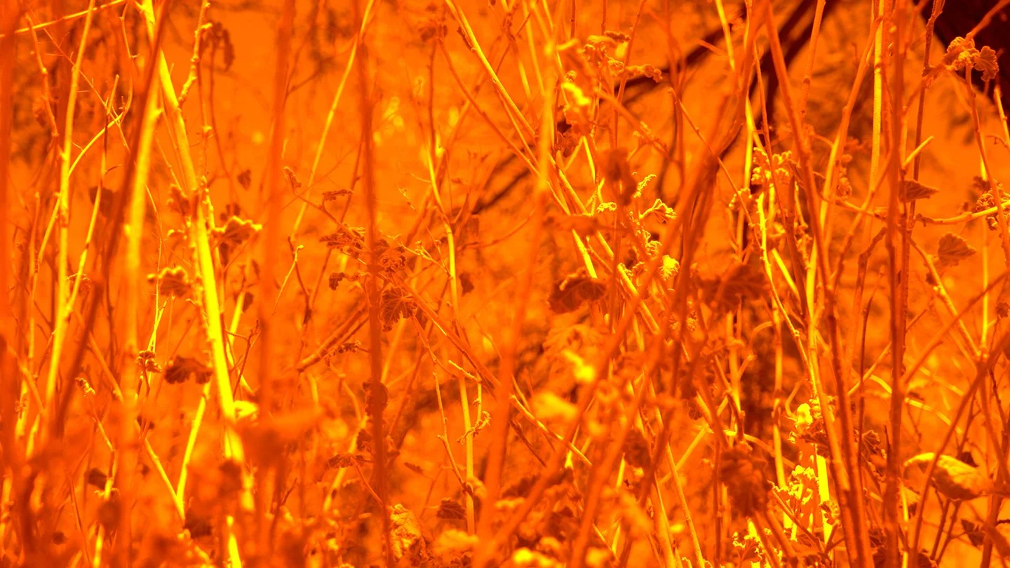 Ames Mount Lemmon Still 3.jpg