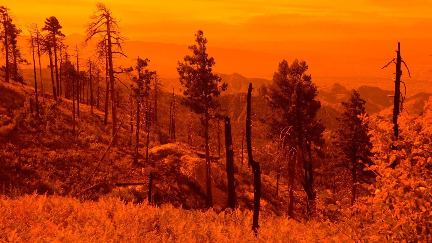 Ames Mount Lemmon Still 4.jpg