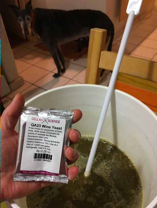 Making wine with backyard grapes