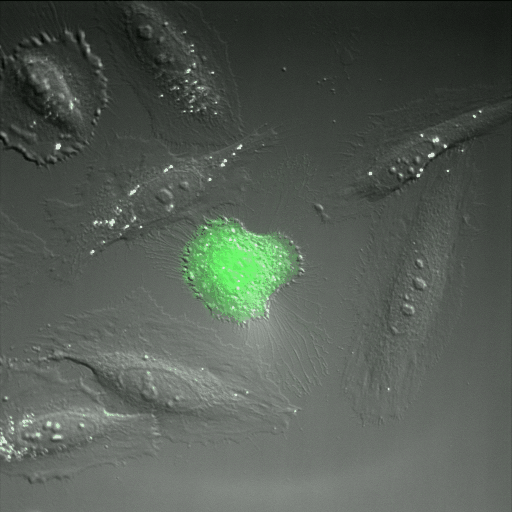 Protein_mNG_video.gif