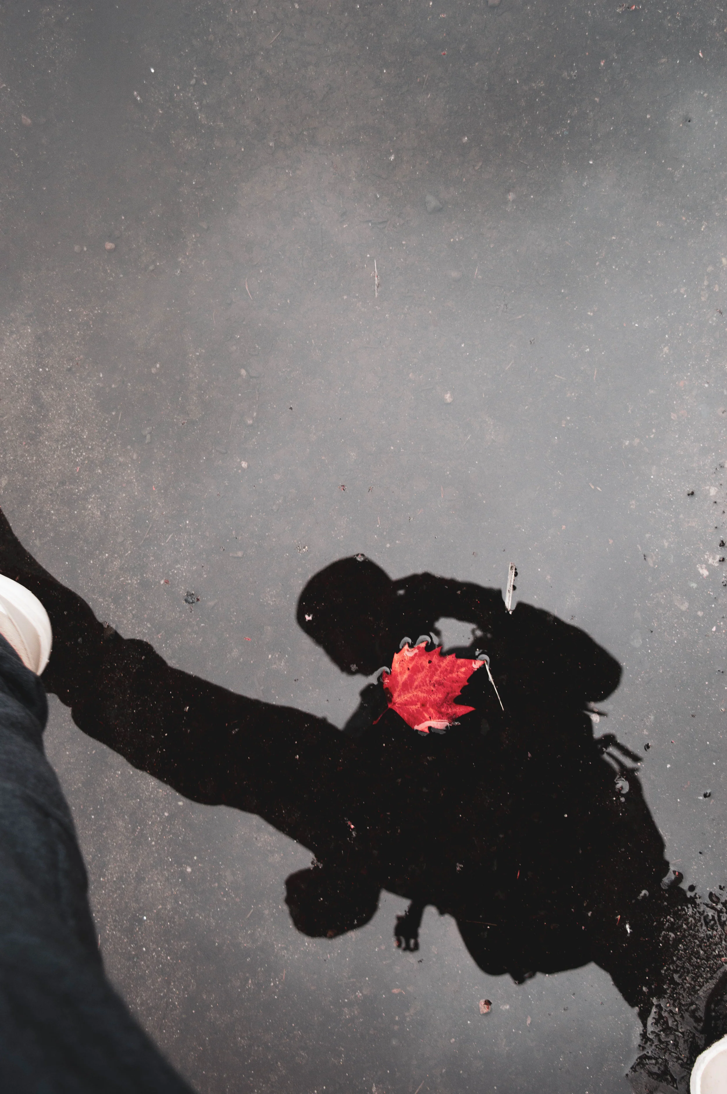 Bleeding heart reflection.JPG