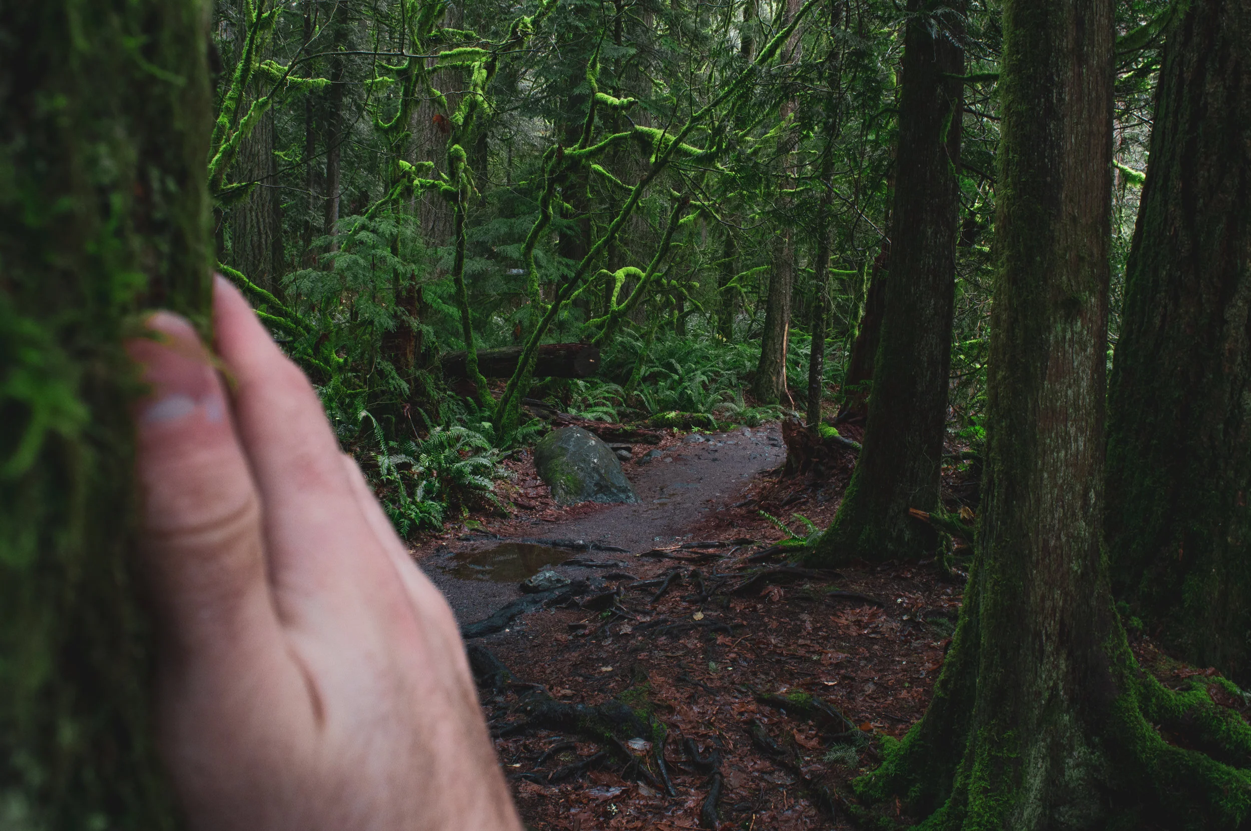 Washington Wilderness