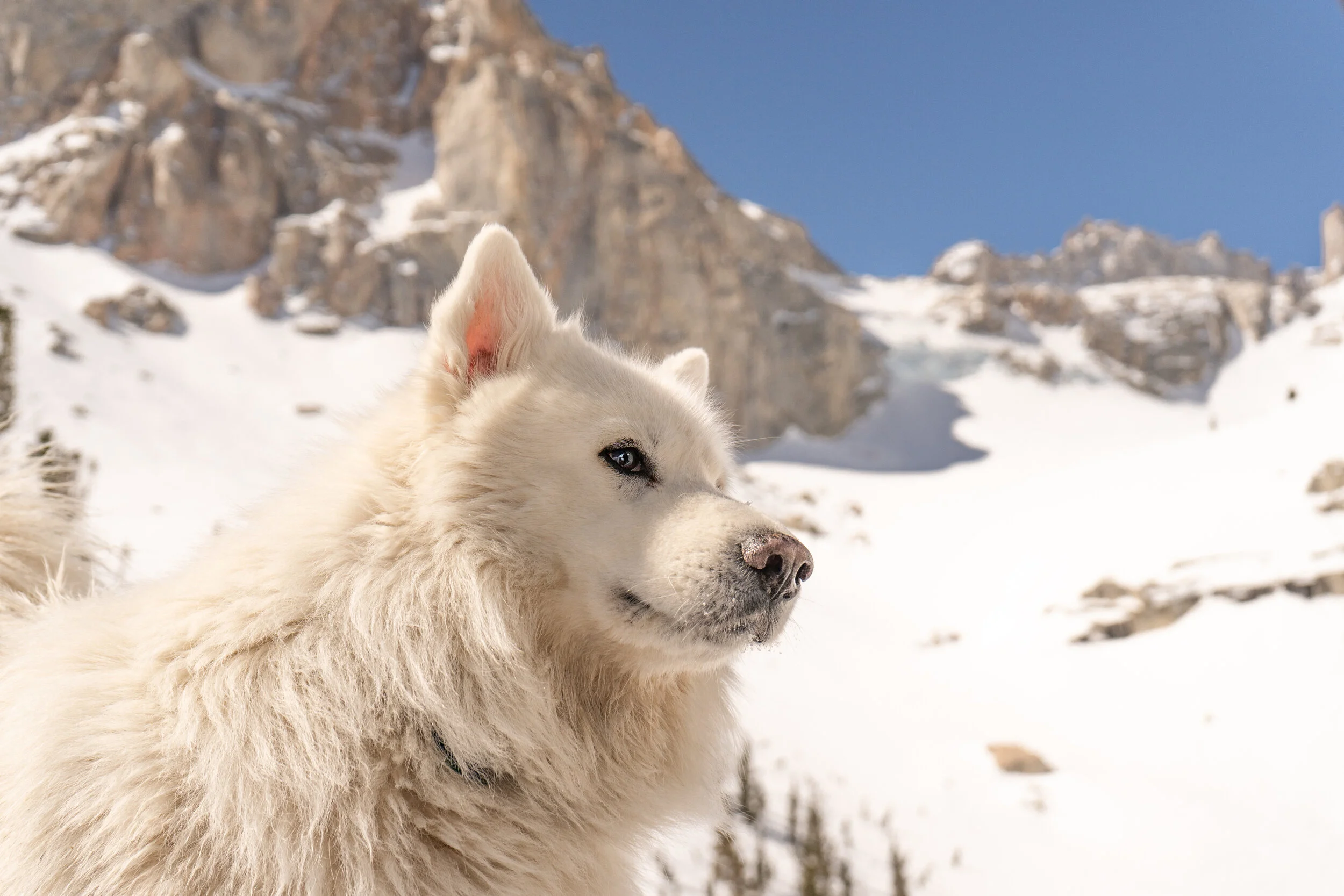 Husky stoic-02077.jpg