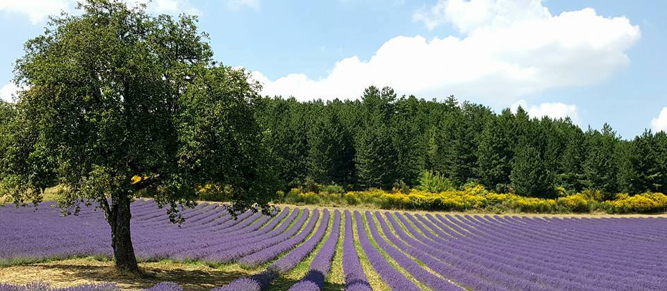 lavender field.jpg