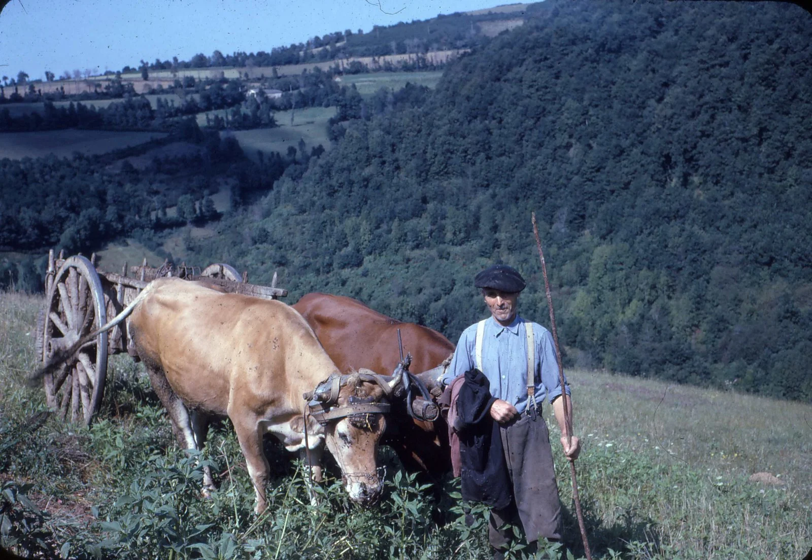 Pépé with two of his cows hauling hay.