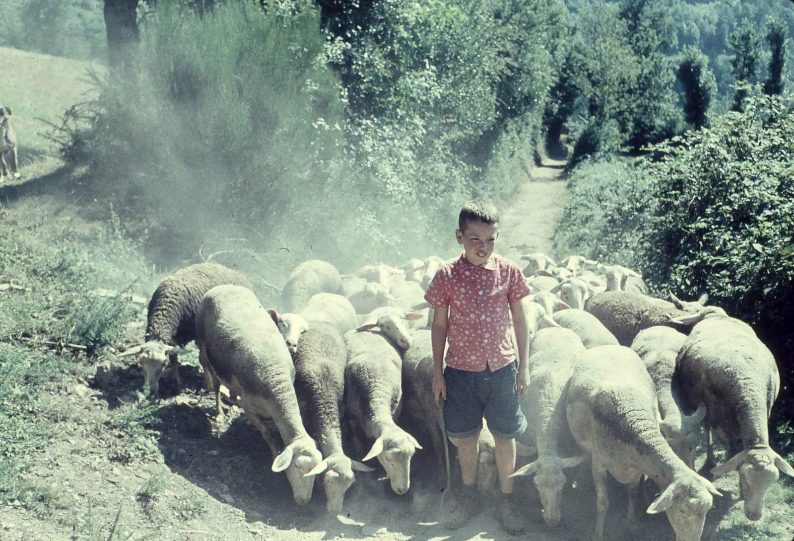 Me with Mémé's sheep.