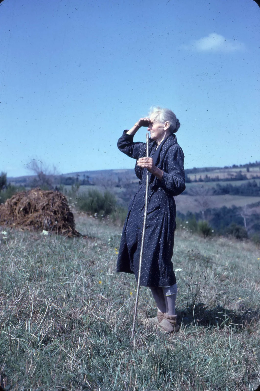 Mémé looking to see where her sheep have wandered off to.
