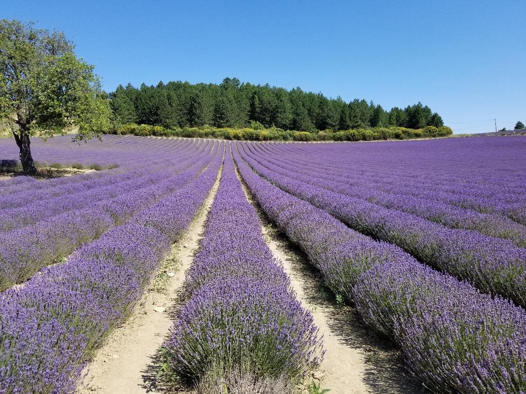 Field of Lavender