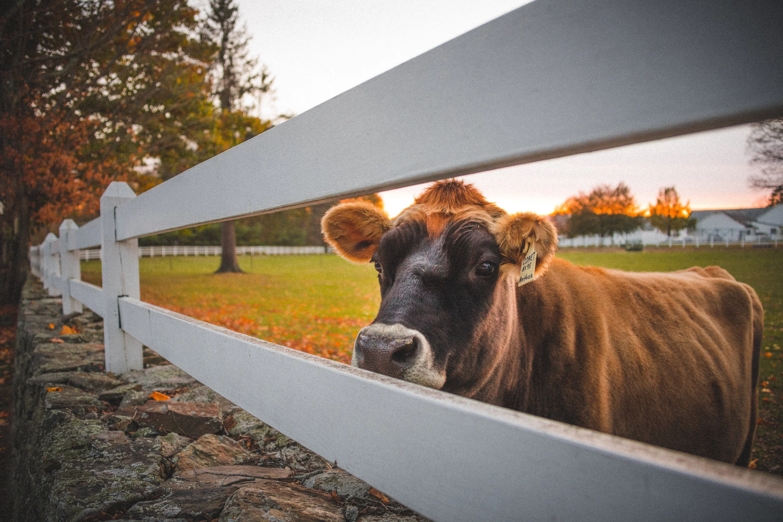 Arethusa Farm - Litchfield © Winter Caplanson