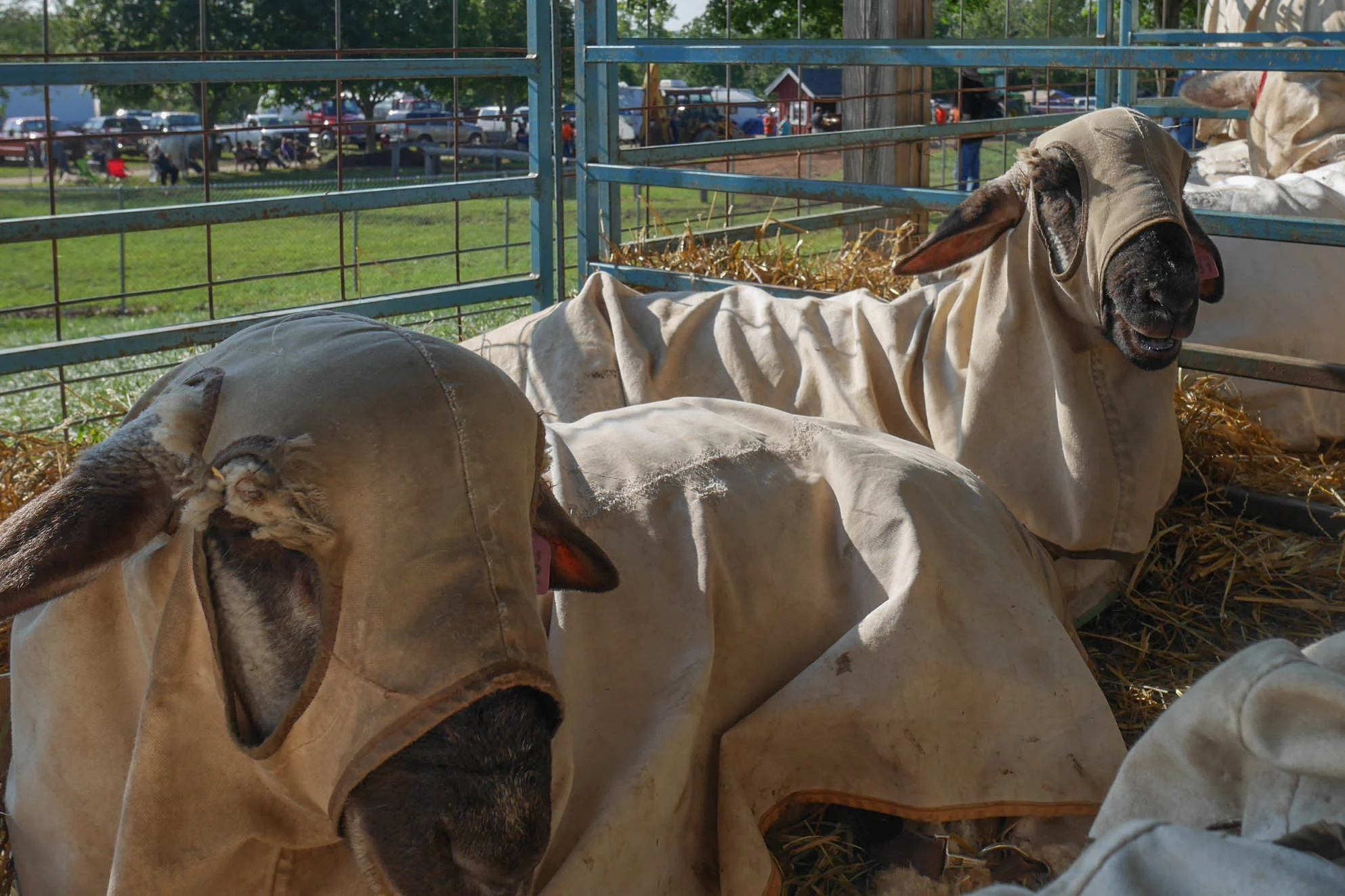Goshen Fair - Goshen © Hilary Adorno