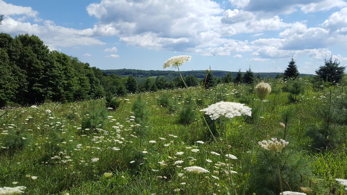 Angevine Farm - Warren